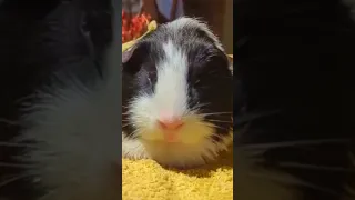 CAN YOU Relate to this GUINEA PIG🤣 | Wholesome Moments