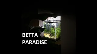 Betta Paradise nano tank - Low tech betta Aquarium for beginners