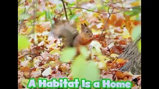 Animal Homes  - A Habitat is a Home Video for Kids