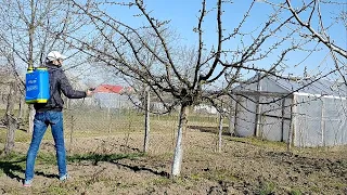 Stropirea pomilor fructiferi primavara - faza de buton