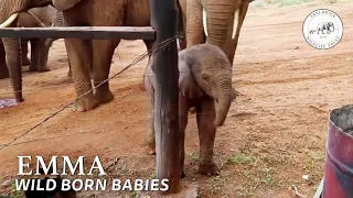 A New Baby for Ex Orphan Emily is Born | Sheldrick Trust