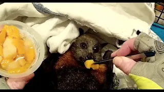Rescuing a flying-fox in a stairwell:  this is Bib with her baby, Bub