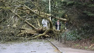 Storm Ciara brought trees falling down and roads closed in Hertfordshire England - Amber Alert