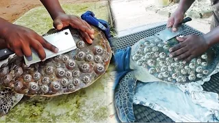 Rescue Sea Turtle, Removing Barnacles From Poor Sea Turtle [Animals, Nature, Ocean, Moana] CHIKA BOY