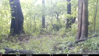 WARNING graphic. Black bear killing a whitetail fawn caught on trail cam . #trailcamology #trailcam