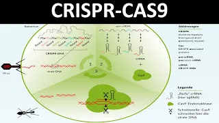 CRISPR-Cas / CRISPR  Cas9 [Ein Verfahren des Genom-editing] - [Biologie, Gentechnik, Oberstufe]