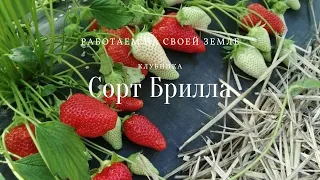 Клубника сорт Брилла.