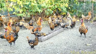 Трио Сентябрь, Павловские куры, Барнаул #pavlovskie_chickens Altai Barnaul