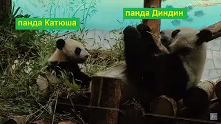Московский зоопарк 2024. Панда Катюша учится есть бамбук под присмотром мамы-панды Диндин