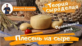 Плесень на сыре. Правильный уход