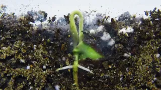 How seed grow beneath the soil?-Rooting-soil cross section Timelapse. #Hallucinate me!