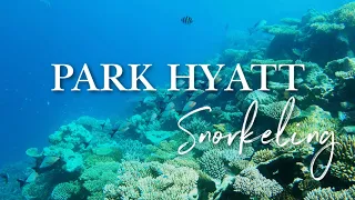 SNORKELING AT PARK HYATT MALDIVES (2023) 🐠🦈 One of our Favorite House Reefs we've Snorkeled! (4K)