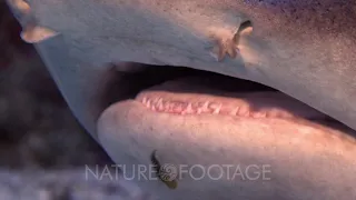 White-Tip Reef Shark Being Cleaned By Goby At Cocos Island