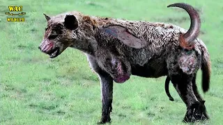 25 Times Hyenas Messed With The Wrong Animals And What Happens Next ?