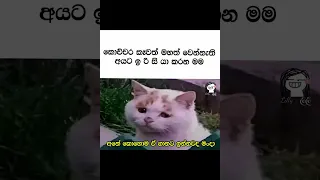 බුකියෙ රස කතා, Bukiye Rasa Katha, Memes Sinhala, Bukiye athal today #bukiye #rasa - POST 530 #shorts