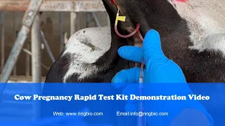 Ringbio Bovine Pregnancy Rapid Test Kit, Rapid Visual Blood Pregnancy Test For Cattles