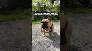 А что ещё делать 😂 #французскийбульдог #бульдожка #bulldog #собака #любимка