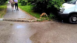 Лиса на улице города Ульяновска