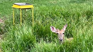 Midday Whitetail Deer @ The Hillbilly Hoarder