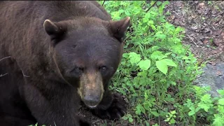 Brad Fry's Saskatchewan Black Bear Hunting