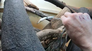 Varanus Exanthematicus - Stinkeye and Erica getting whole freshwater sprats!