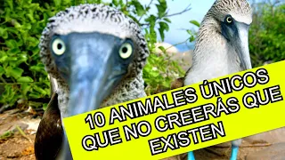 10 animales únicos que no creerás que existen