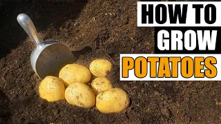 How To Grow Potatoes - The Definitive Guide