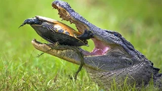 Amazing Crocodile Kill and Eat Snapping Turtle | Poor Turtle Was Crushed By Sharp Teeth