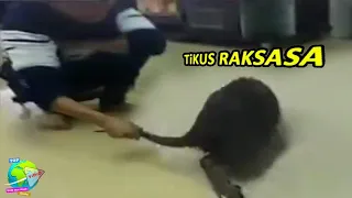 Viral!! Ribuan Tikus Raksasa Serang Kota ini Hingga Meresahkan Warga!! Tikus Ajaib...