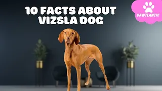 10 Things Only Vizsla Dog Owners Understand | Dog Facts