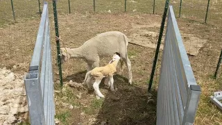 Handling Lamb Rejection