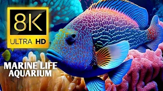 Marine Life Aquarium In 8K Ultra HD 60 Fps - Most Beautiful underwater Fishes