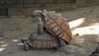 Have you ever seen couple of turtles having SEX!