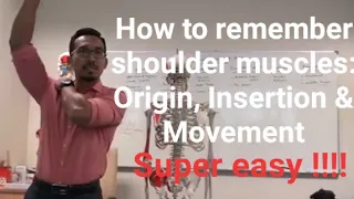 SHOULDER MUSCLES : Origin, Insertion and Movement