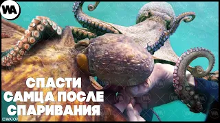 Что Будет, Если Спасти Осьминога После Спаривания?