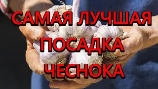 Вы перестанете сажать чеснок осенью когда узнаете преимущества посадки весной!