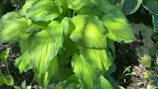 29 июня 2022 г. Хоста Амалия . Hosta Amalia. Hosta garden #хосты#хоста#сад#садоводство