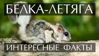 Белка-Летяга интересные факты