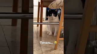 Сосиска… 🌭😿