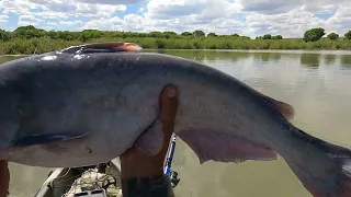 Caught a monster sized blue cat fish off my kayak in the Rio Grande river #ADRIANUNKNOWN