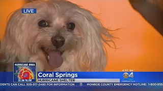 Coral Springs Shelter Manager: ‘It Was A Challenge’