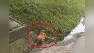 The Happy Story of Poor Dog being Run over, left in the RAIN almost 5 hours before rescued.