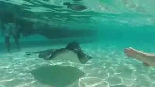 Stingray City (sandbar). Grand Cayman 04/18/14