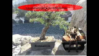 Bonsai: Lavorazioni estive - La defogliazione