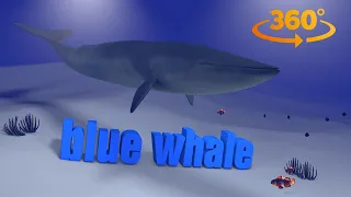 blue whale 3D 360 4K VR