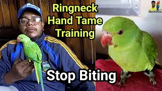 How to train parrot hand tame | Green ringneck | Indian parrot | Indian ringneck parrot training