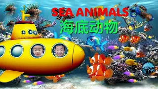 13种海底动物｜Learn 13 Sea Animals【包老师儿童华语/中文学习/儿歌】 Chinese/Mandarin for Preschool Toddler Children