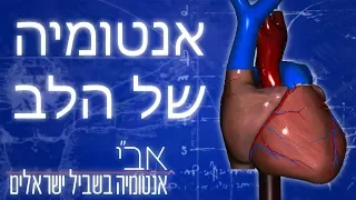 אנטומיה בסיסית של הלב