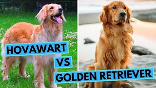 Hovawart vs Golden Retriever - Dog Breed Comparison