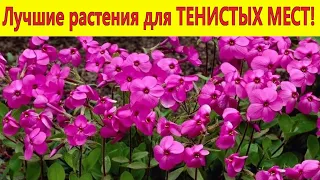 Лучшие растения для тенистых мест в саду! Посадите эти цветы - не пожалеете.